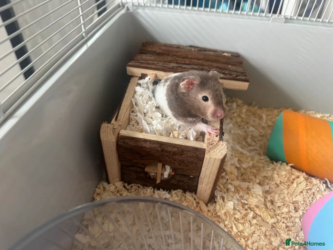 Hamster rodents for sale: Male syrian hamster with cage - Advert 1