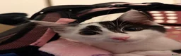 Mixed Breed cats for sale: 14 week only kitten looking for a loving home  in Dereham - Advert 3