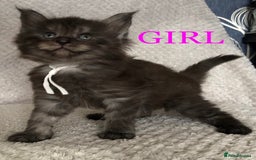 Maine Coon cats for sale: MaineCoon Kittens For Sale Black Smoke - Image 38