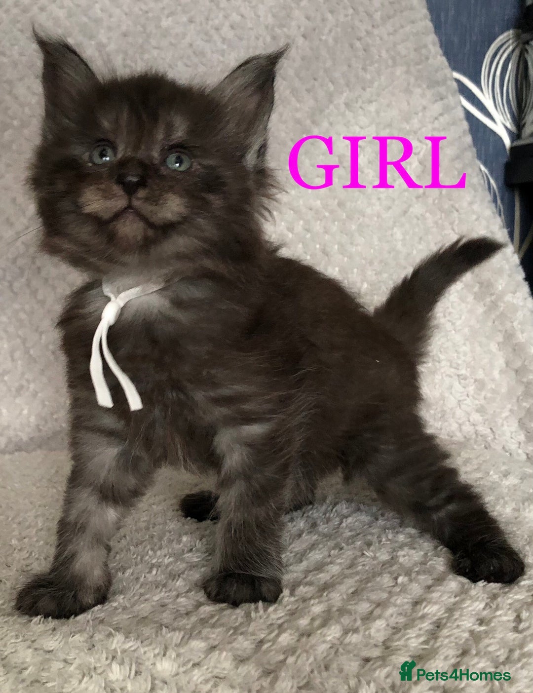 Maine Coon cats for sale: MaineCoon Kittens For Sale Black Smoke - Image 38