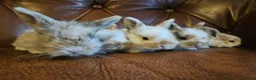 Mixed Breed rabbits for sale: Tri coloured lion heads - Advert 3