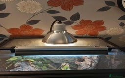 Gecko reptiles for sale: 2 x Female Tokay geckos and individual set ups - Image 20