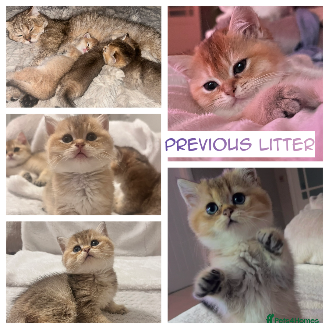 British Shorthair cats for stud: PLEASE READ! Golden BSH with Championship lines in London - Advert 13