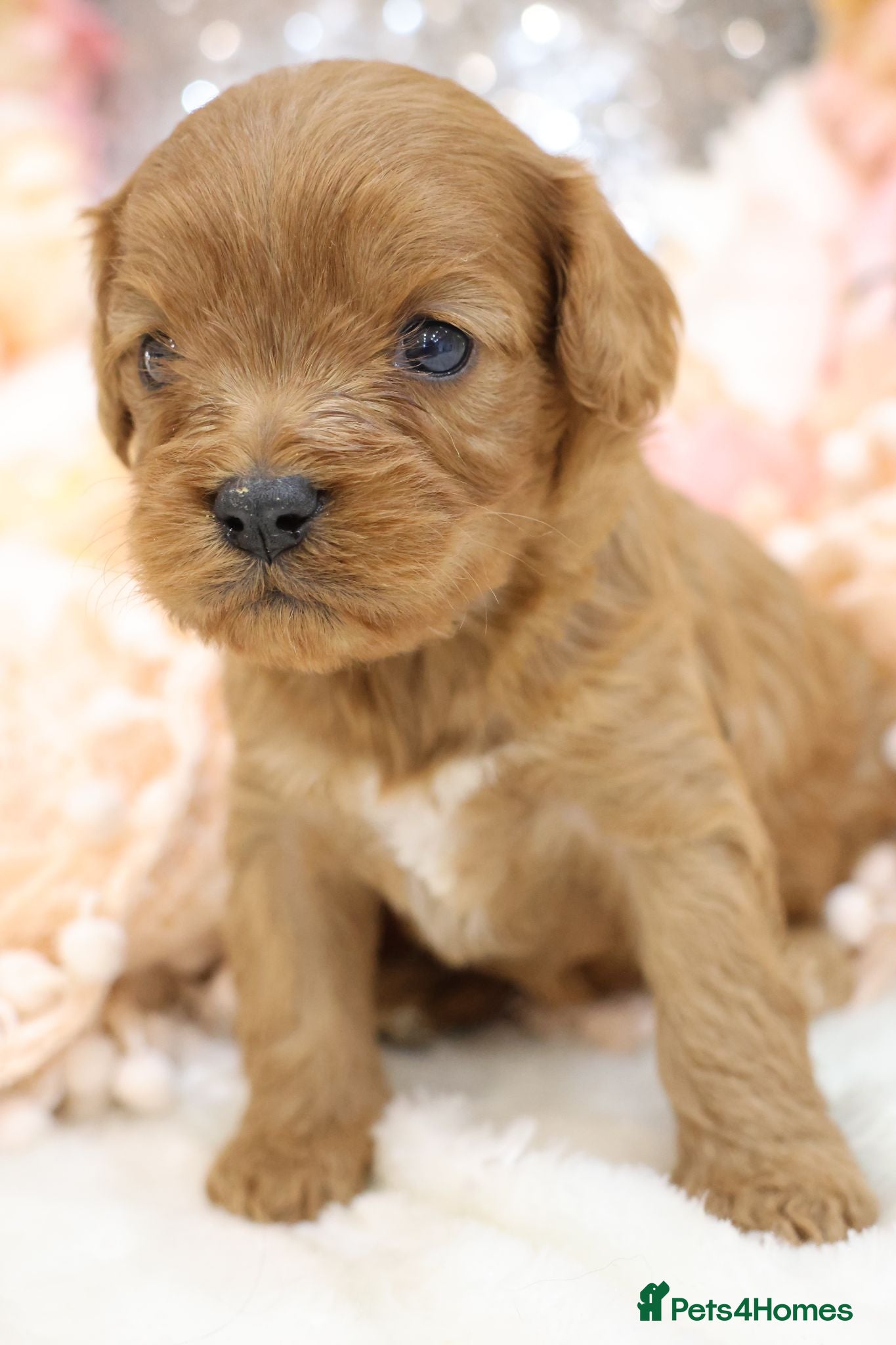 Cavapoo dogs *HEALTH TESTED* CAVAPOOS - Advert 2