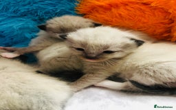 Ragdoll cats for sale: Ragdoll kittens  - Image 16