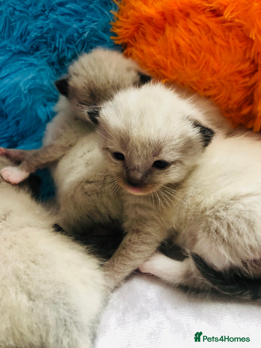 Ragdoll cats for sale: Ragdoll kittens  - Image 16
