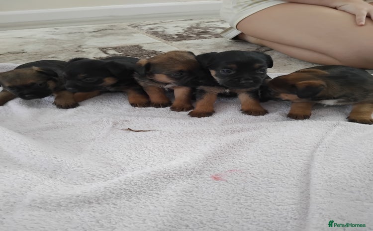 Border Terrier dogs - Advert 1