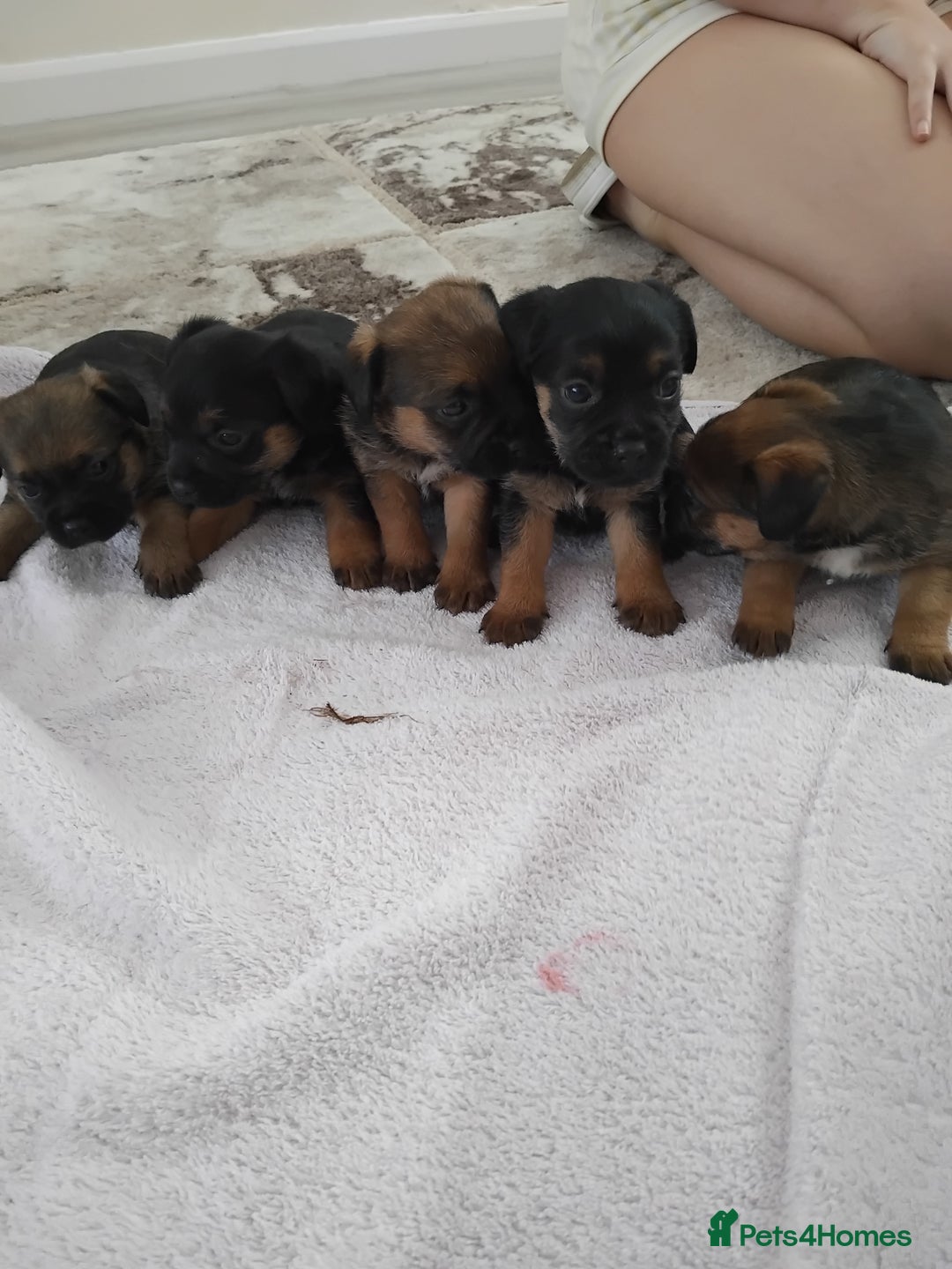 Border Terrier dogs for sale: 5 border terrier puppys  - Image 1