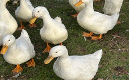 Ducks poultry for sale: Ducks for sale - Image 2