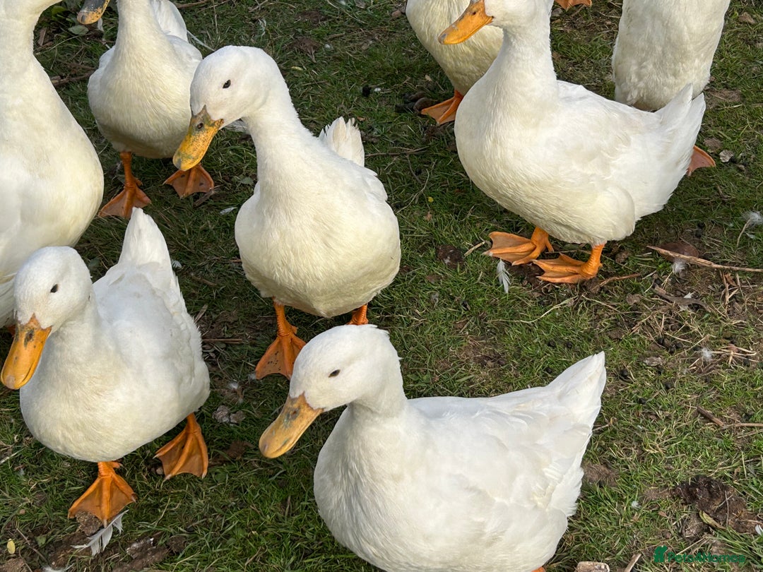 Ducks poultry for sale: Ducks for sale - Image 2