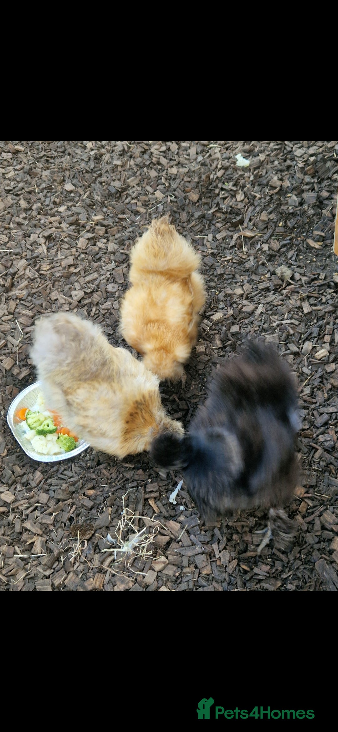 Chickens poultry for sale: 8 -9 month old laying silkie hens - Image 4