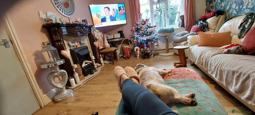 Shorkie dogs for sale: Mother and son for rehoming not puppies.  - Advert 6