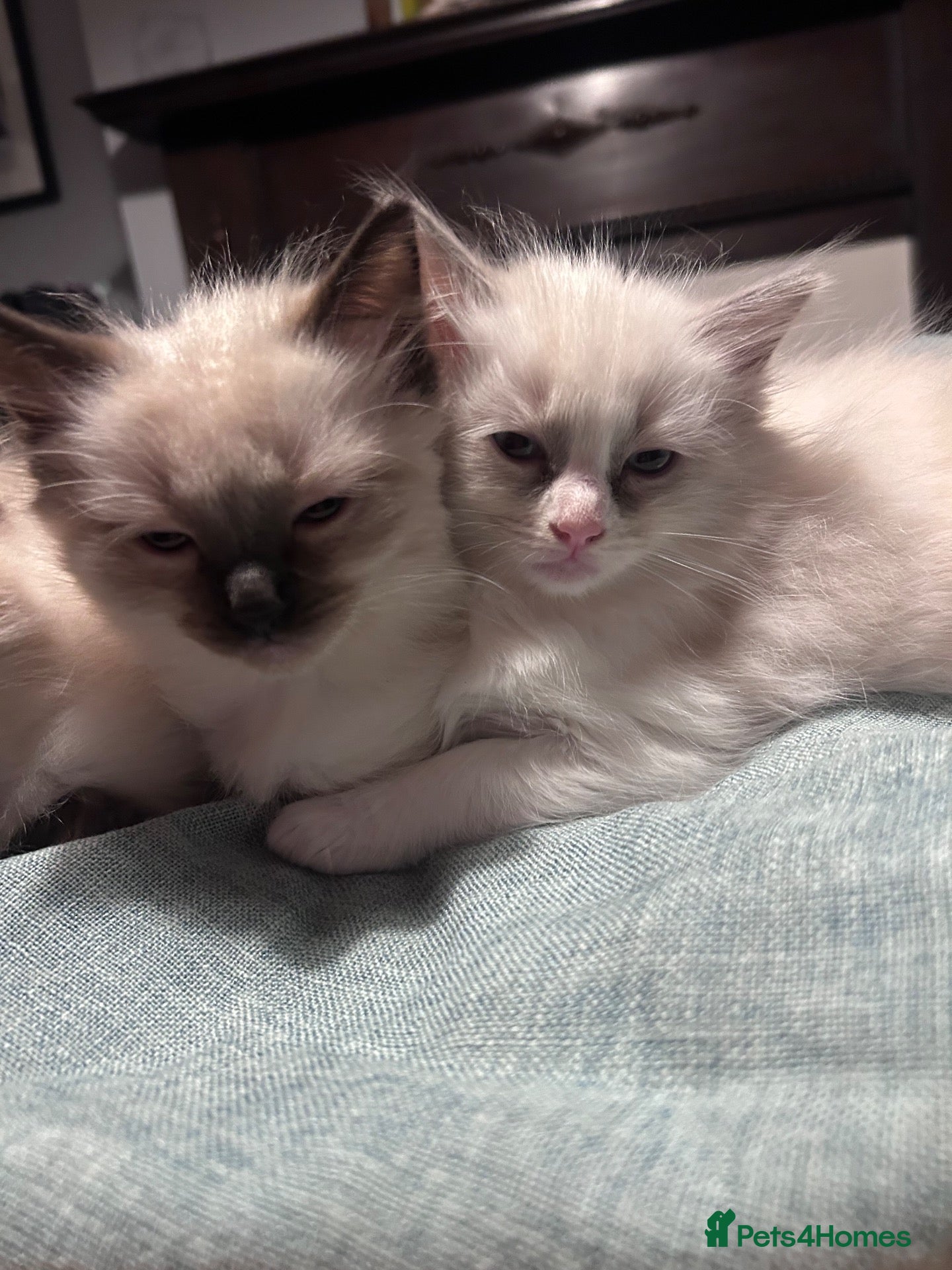 Ragdoll cats Ragdoll kittens for sale - Advert 1