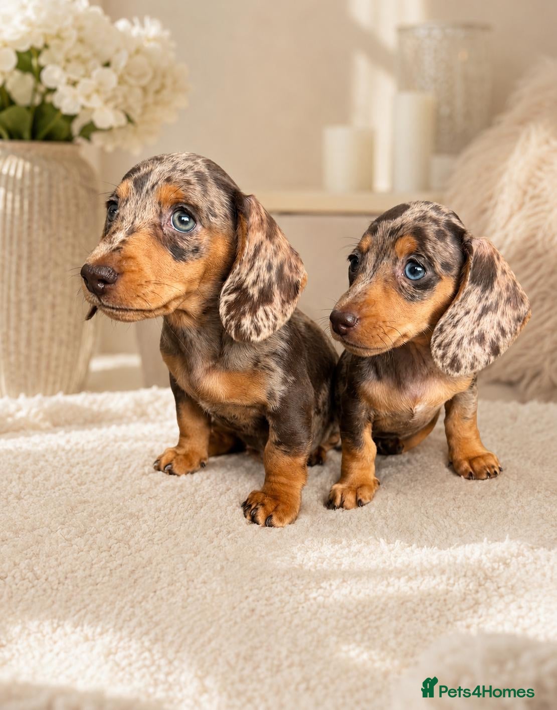 Miniature Dachshund dogs  💖💖 1 stunning girl ready now 💖💖 - Advert 1