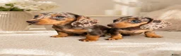 Miniature Dachshund dogs for sale:  💖💖 2Beautiful girls ready now 💖💖 - Advert 7