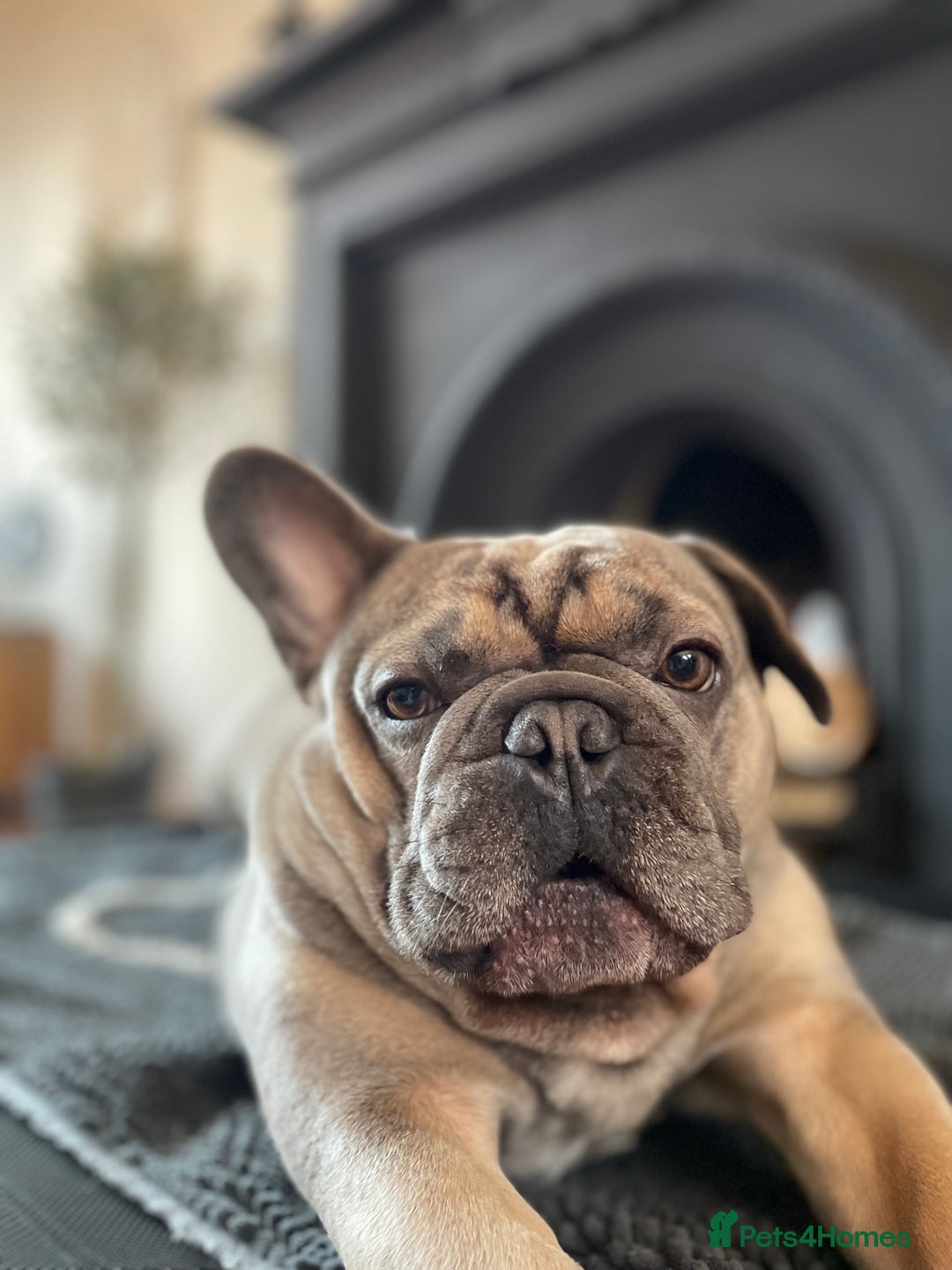 French Bulldog dogs for sale: Fawn/Blue Male French Bulldog - Advert 4