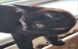 Mixed Breed cats for sale: 2 little baby's ready for their forever homes - Advert 4