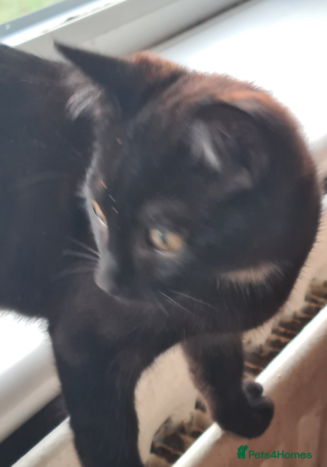 Mixed Breed cats for sale: 2 little baby's ready for their forever homes - Advert 4