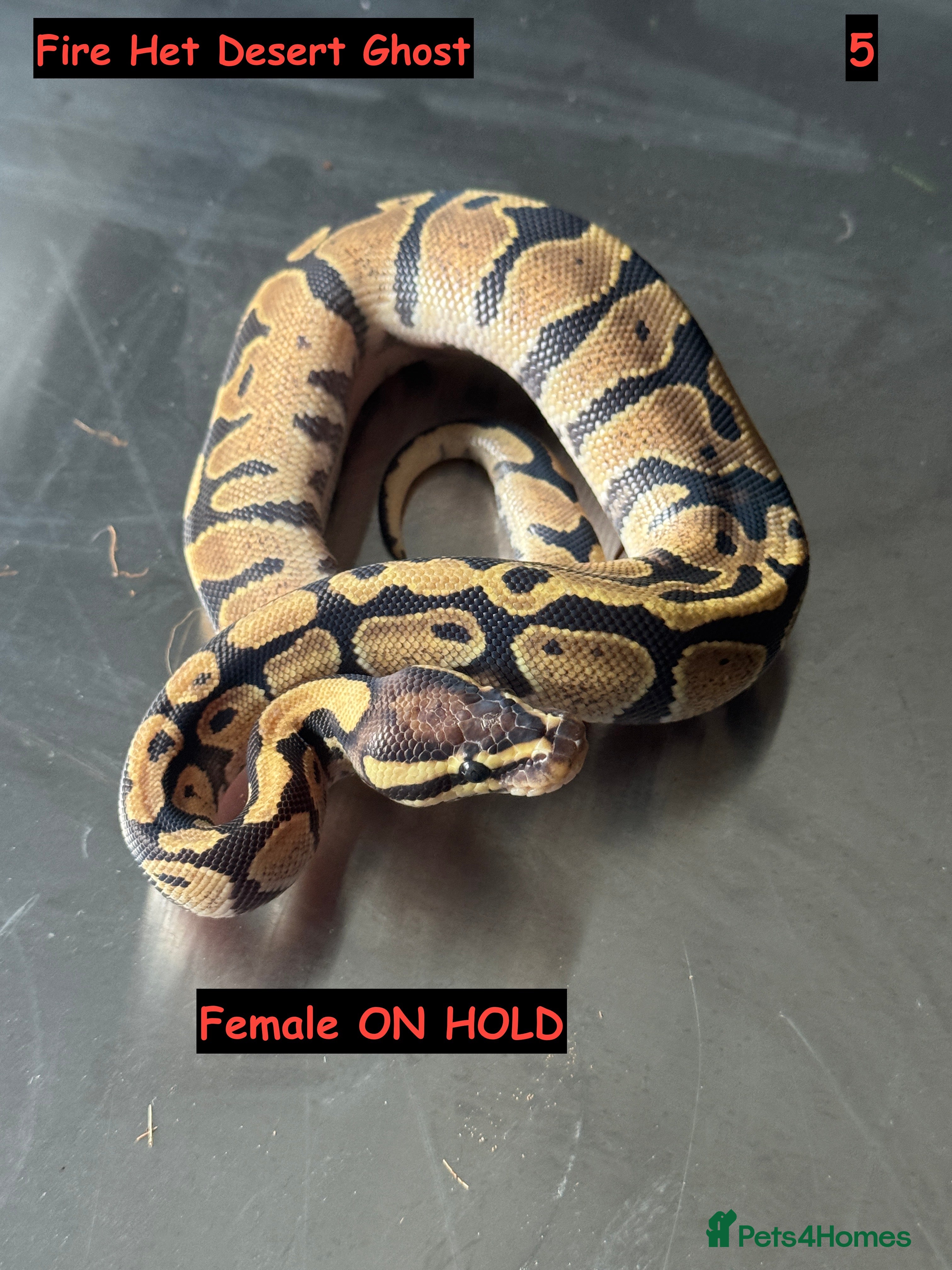 Python Snake reptiles Baby Ball Python's - Advert 7