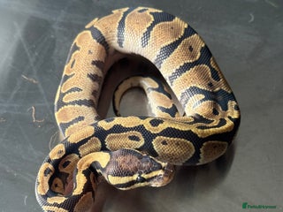 Python Snake reptiles Baby Ball Python's - Advert 1