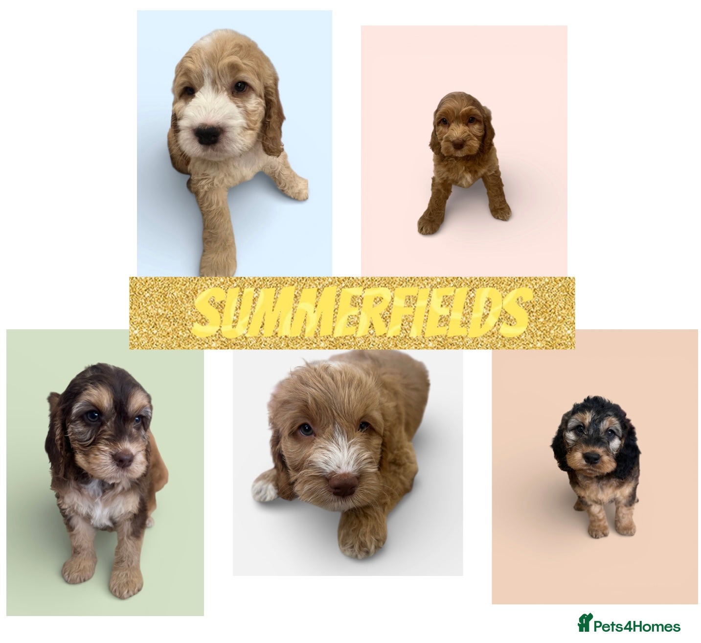 Cockapoo dogs Beautiful F1 Cockapoos DNA health tested parents.  - Advert 1