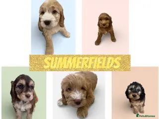 Cockapoo dogs Beautiful F1 Cockapoos DNA health tested parents. - Advert 2