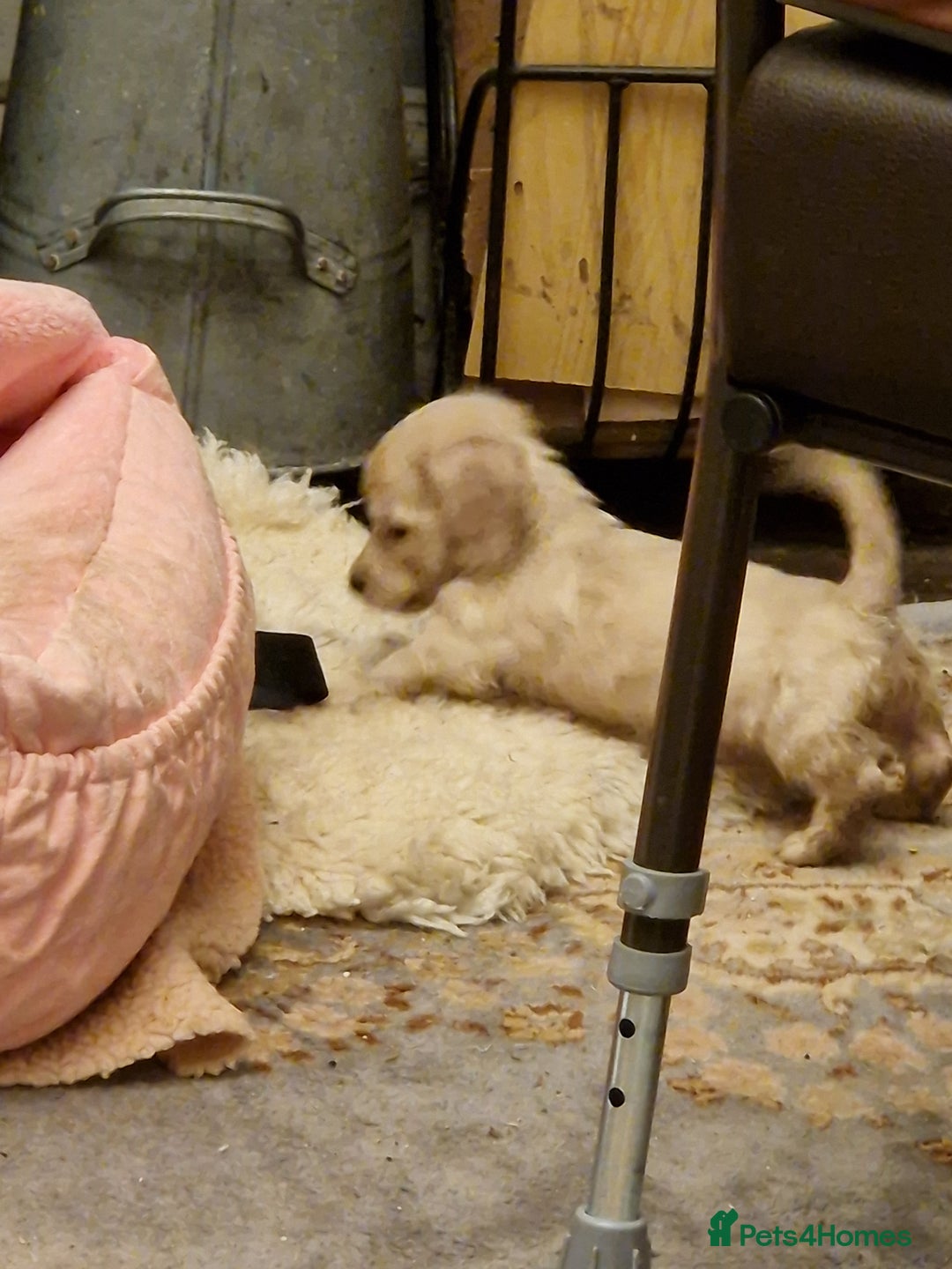 Miniature Dachshund dogs for sale:  Ready Now! Last Girl Long Coat Waiting For You  - Advert 17