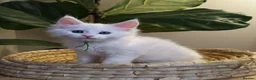 Maine Coon cats for sale: Exceptional XL Maine coons ⭐READY TO LEAVE⭐ - Advert 10