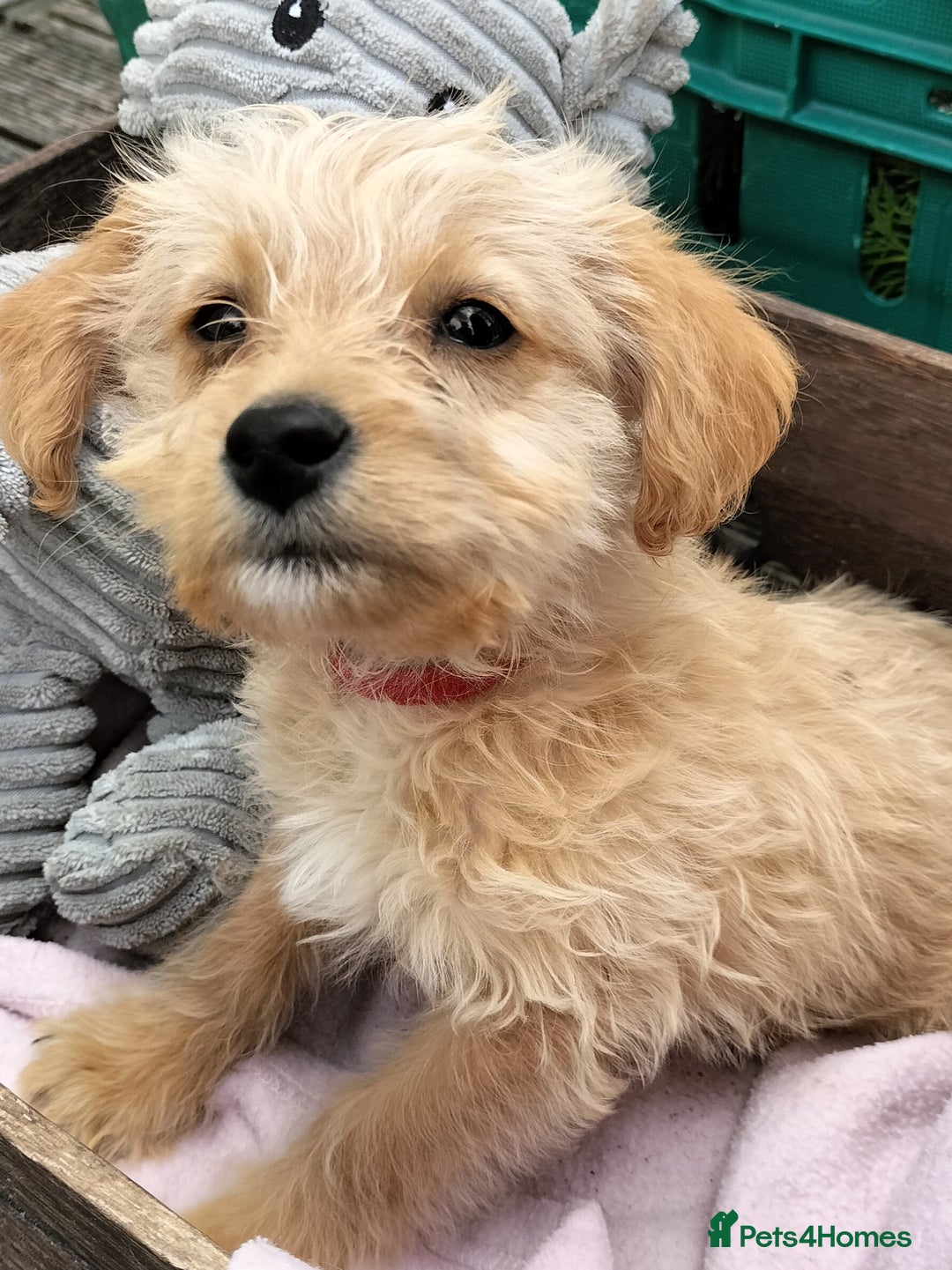 Labradoodle dogs for sale: Miniature Labradoodle puppies  - Image 10