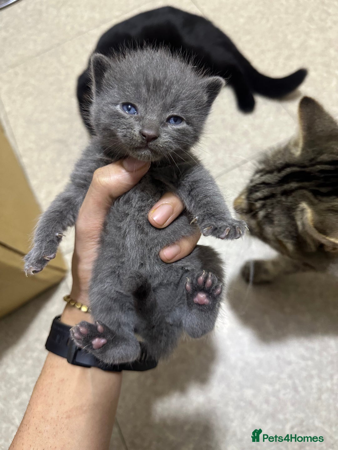 Norwegian Forest Cat cats for sale: Kittens for sale  - Advert 13