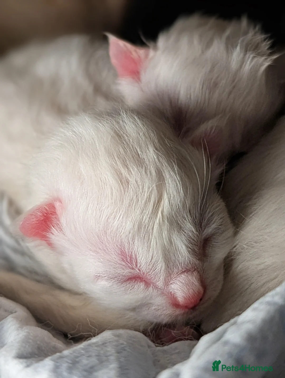 Ragdoll cats for sale: 🩵 beautiful blue point boy 🩵 - Advert 2