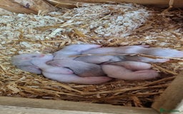 Ferret rodents for sale: Ferret kits for sale  - Image 4