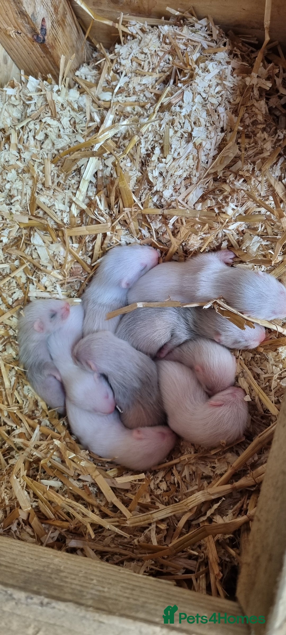 Ferret rodents for sale: Ferret kits for sale  - Image 4