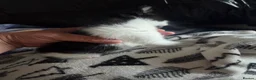 Mixed Breed cats for sale: Kittens are looking for their homes - Advert 15