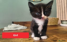 Ragdoll cats for sale: Ragdoll cross kittens  - Image 1