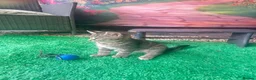 Mixed Breed cats for sale: 🐾 Playful Kittens Looking for Their Forever Homes - Advert 3