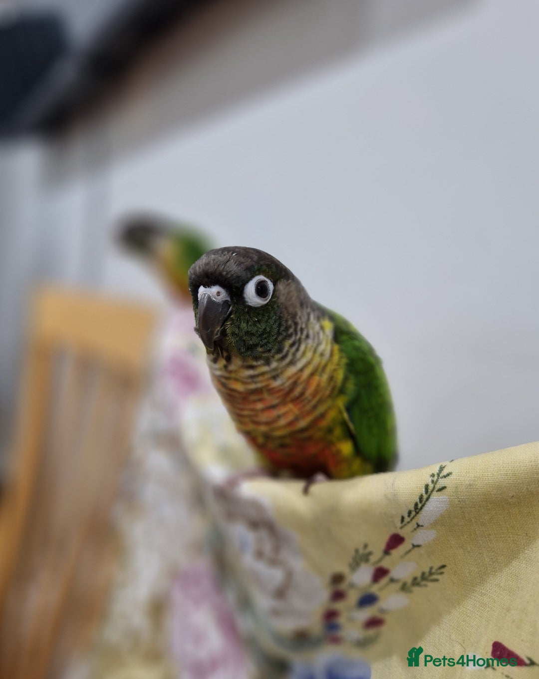 Conures birds Semi tame green cheek conure bird parrot - Advert 17
