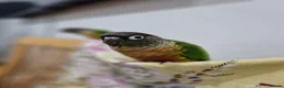 Conures birds for sale: Semi tame green cheek conure bird parrot - Advert 3