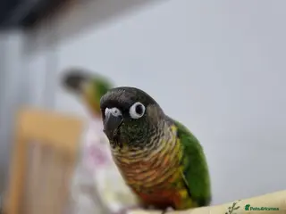 Conures birds Semi tame green cheek conure bird parrot - Advert 17