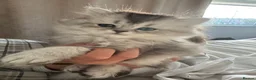 Scottish Fold cats for sale: Adorable Scottish Fold Kittens - Advert 2