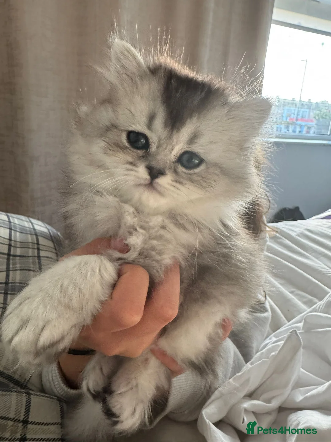 Scottish Fold cats for sale: Adorable Scottish Fold Kittens - Advert 2