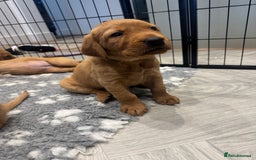 Labrador Retriever dogs for sale: Fox Red Boy  - Image 8