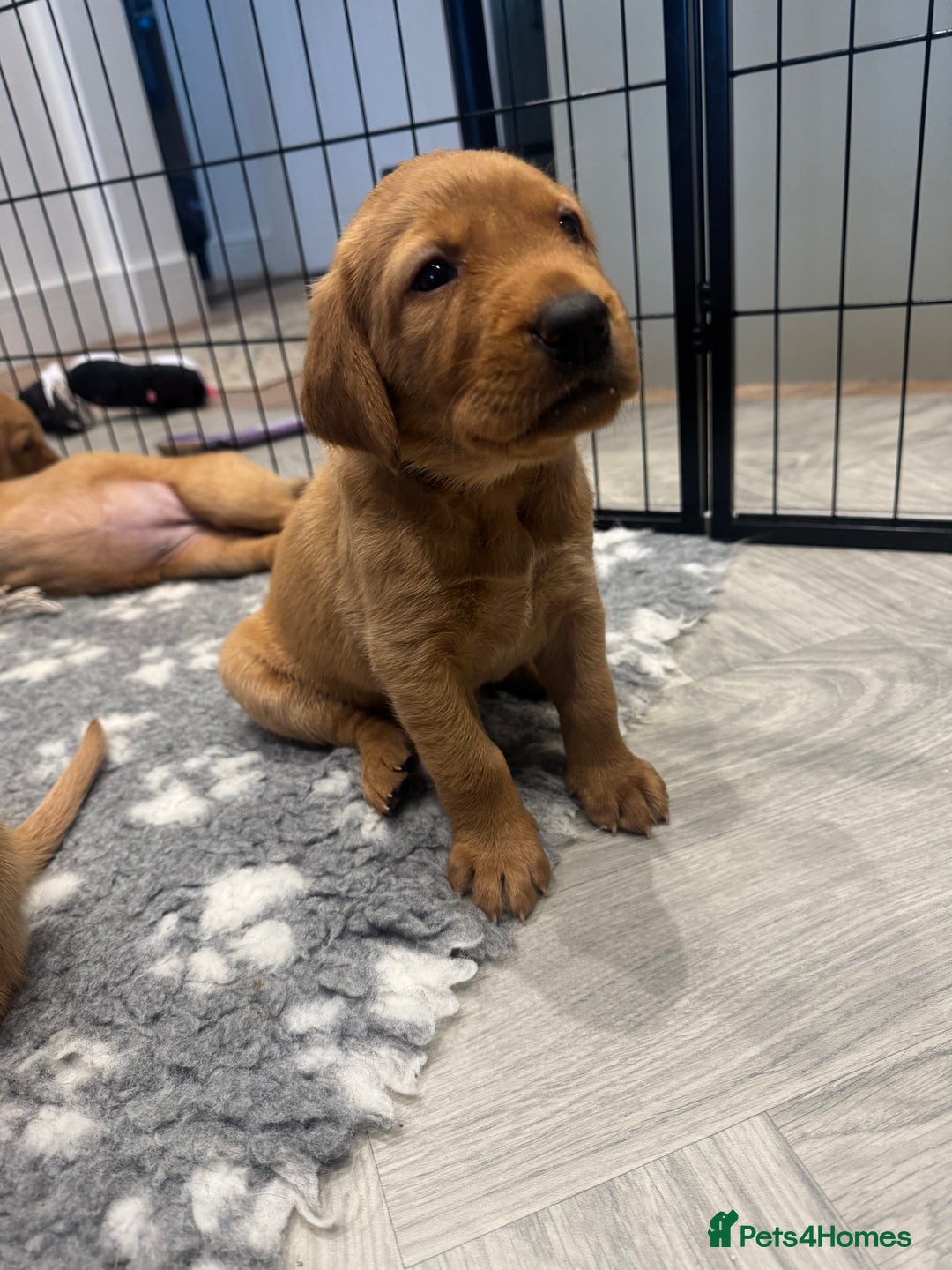 Labrador Retriever dogs for sale: Fox Red Boy  - Image 8