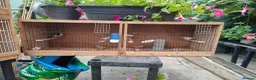 Canaries birds for sale: Male & Female Canaries for sale - Advert 15