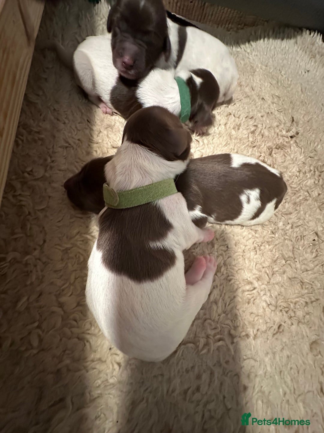 English Springer Spaniel dogs for sale: KC registered Springer Spainel  - Advert 16