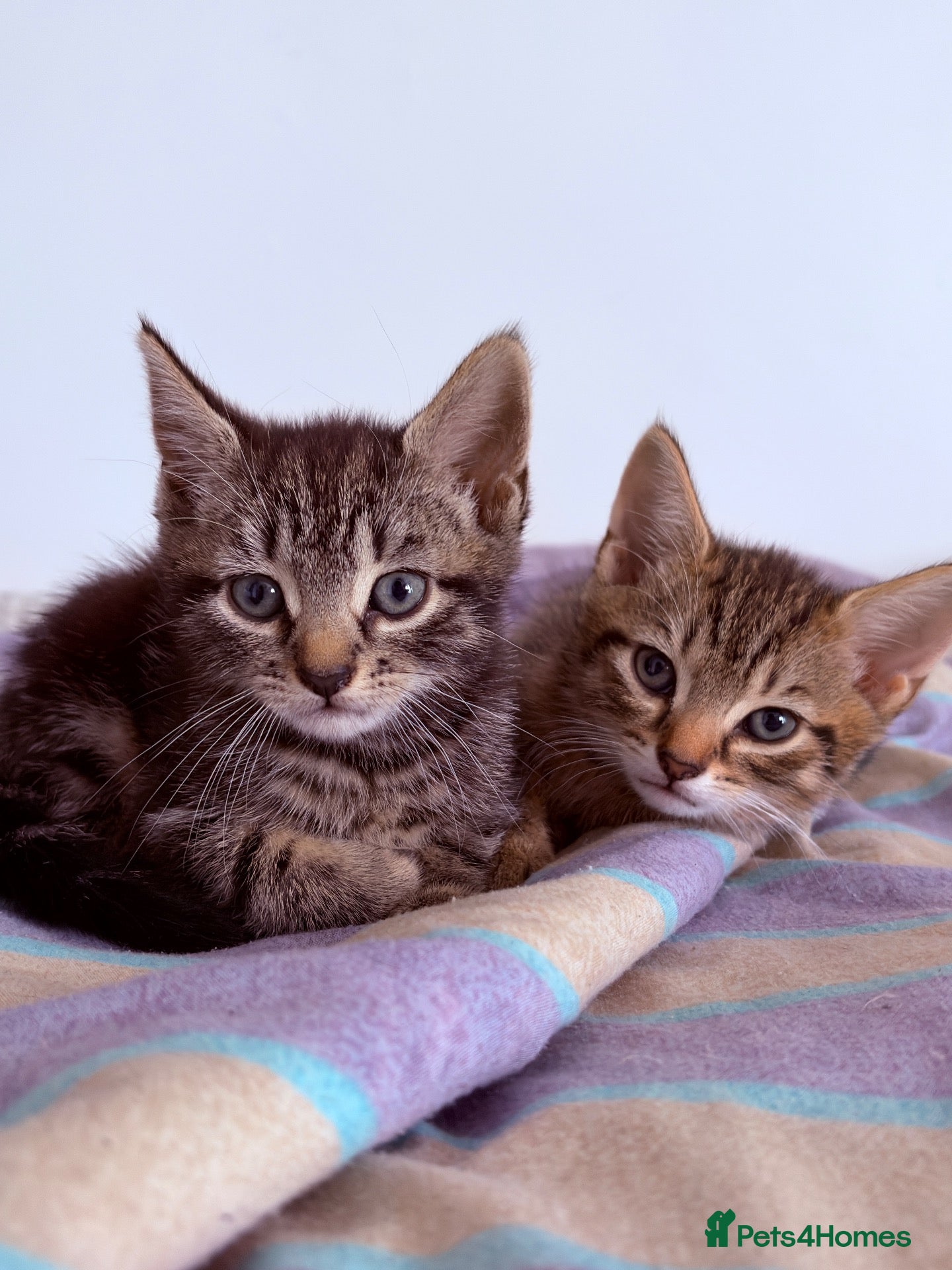 Domestic Shorthair cats 2 Adorable Mixed Breed Kittens–Must Stay Together - Advert 1