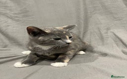 Mixed Breed cats for sale: Kittens for sale  - Image 9