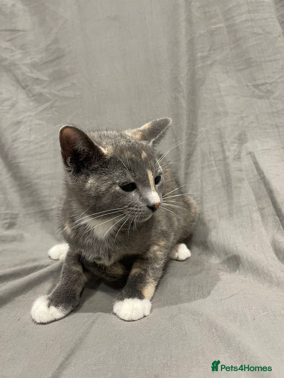 Mixed Breed cats for sale: Kittens for sale  - Image 9