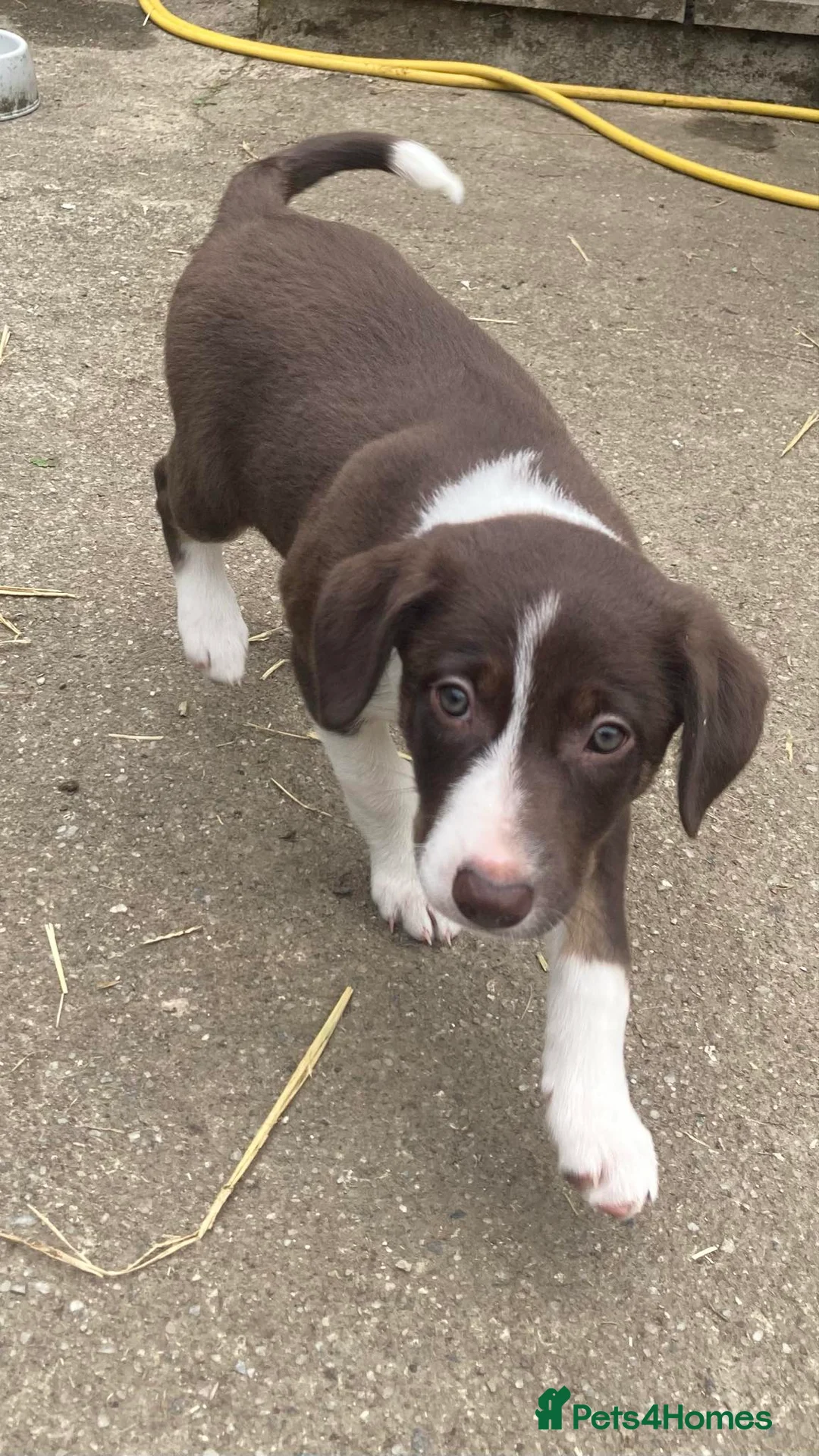 Border Collie dogs for sale: Girl Border collie pup - Advert 6