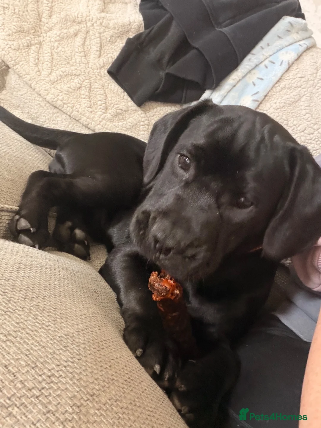 Mixed Breed dogs for sale: Frenchie cross cocker  - Advert 1